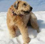 Dog in snow