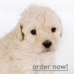 parvo information