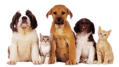 Transfer Factor is an immune booster nutritional approach in preventive and natural medicine for people and animals according to doctors and veterinarians
